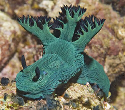 Nembrotha milleri grazing on ascidians in the South China... by Jim Chambers 